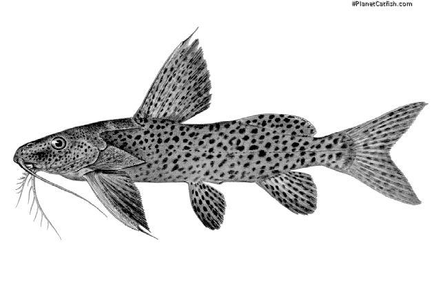 Synodontis nigromaculatus