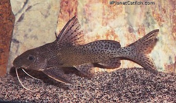 Synodontis nigromaculatus