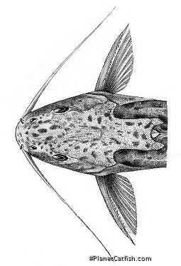 Synodontis njassae