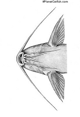 Synodontis njassae