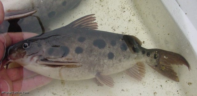 Synodontis notatus