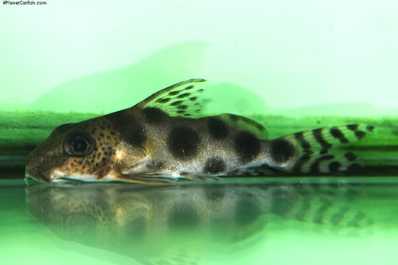 Synodontis nummifer