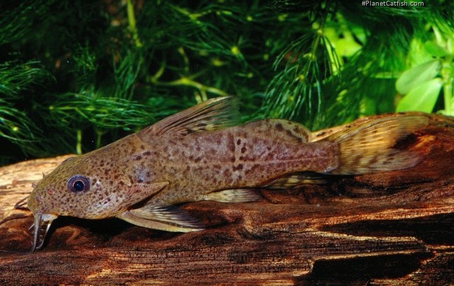 Synodontis obesus