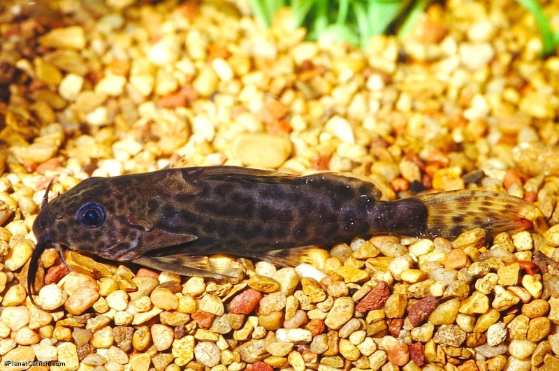 Synodontis obesus