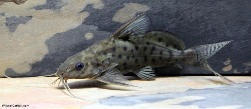 Synodontis ocellifer