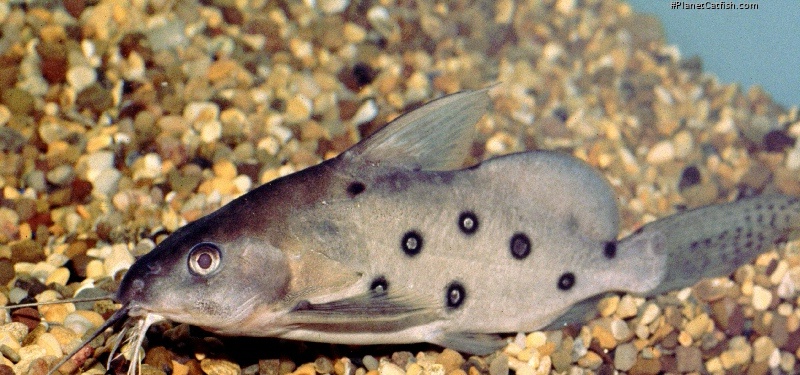 Synodontis ocellifer