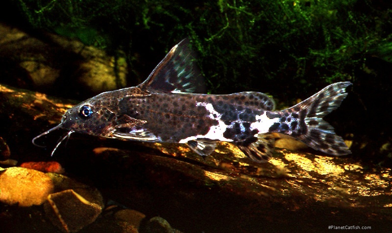 Synodontis orientalis