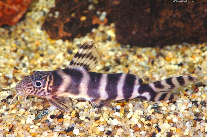 Synodontis ornatipinnis