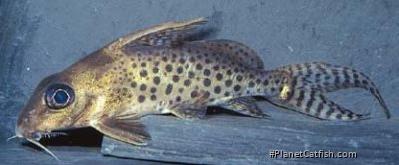 Synodontis ornatissimus