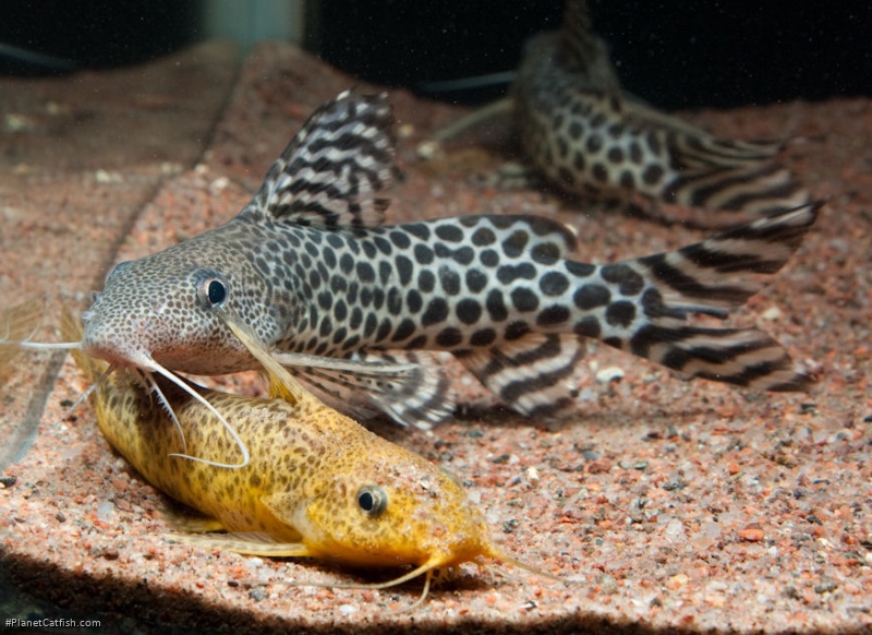 Synodontis pardalis