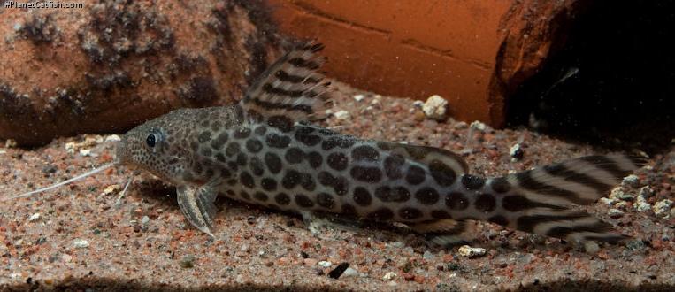 Synodontis pardalis