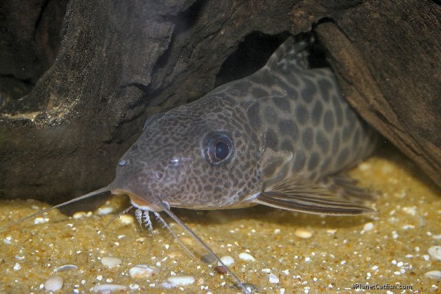 Synodontis pardalis