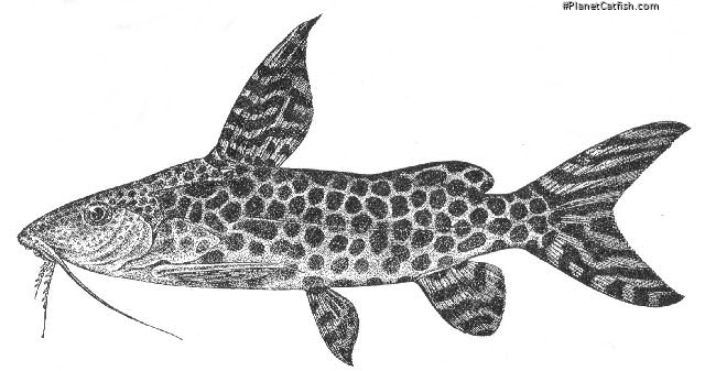 Synodontis pardalis