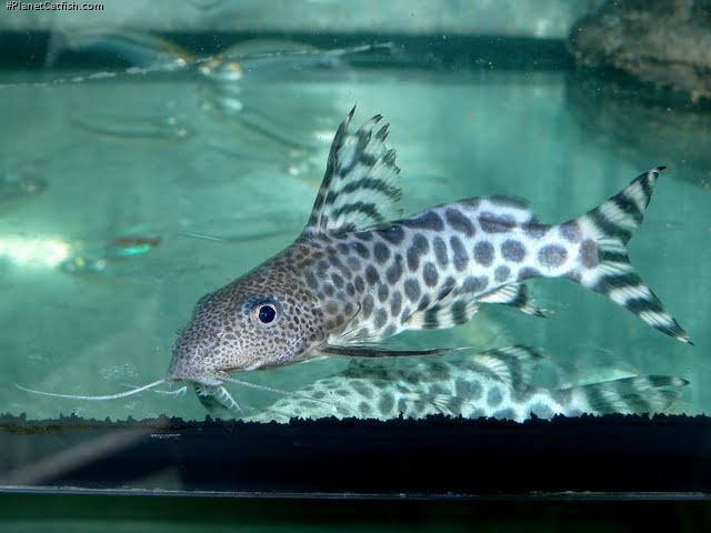 Synodontis pardalis