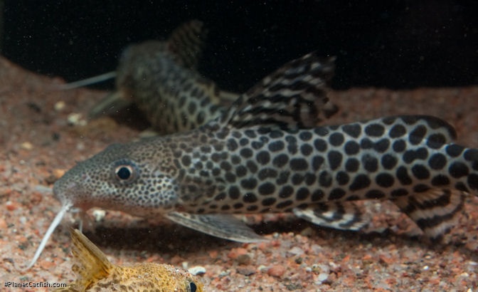 Synodontis pardalis