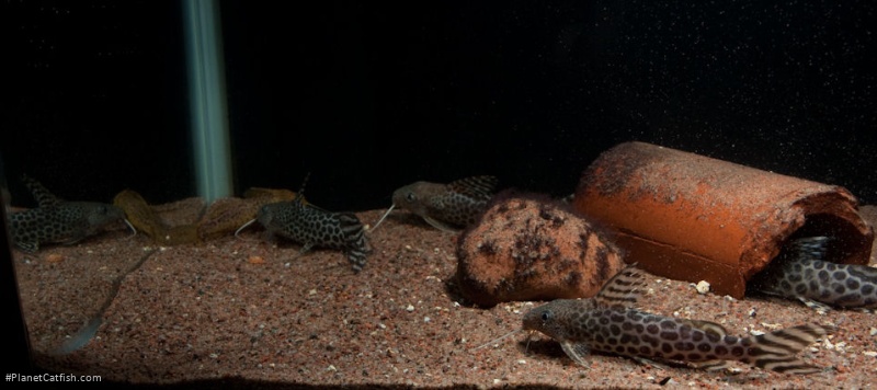 Synodontis pardalis