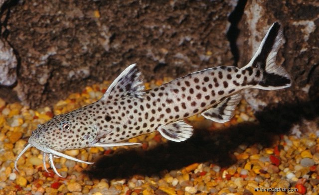 Synodontis petricola