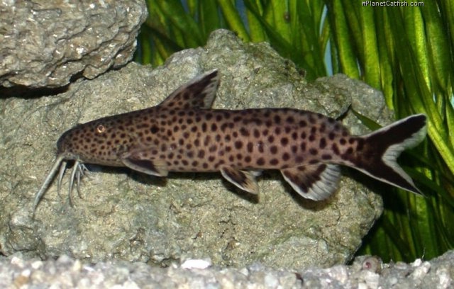 Synodontis petricola