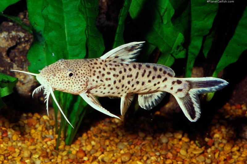 Synodontis petricola