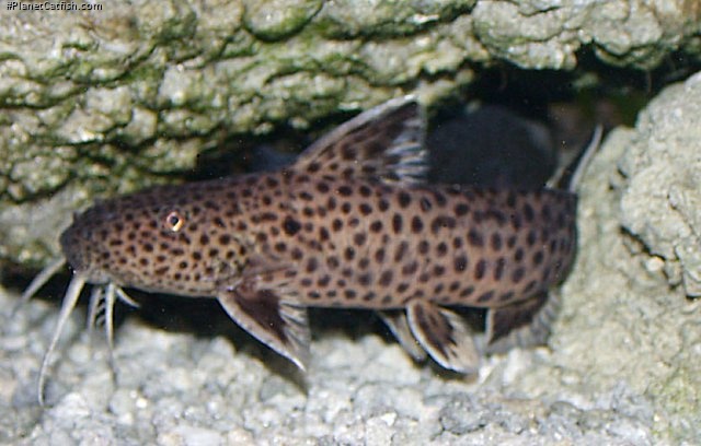 Synodontis petricola