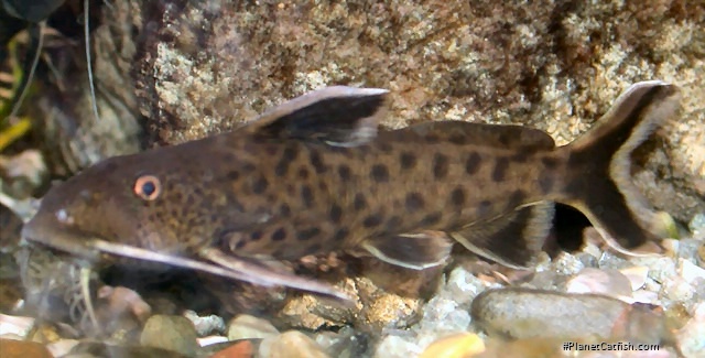 Synodontis petricola