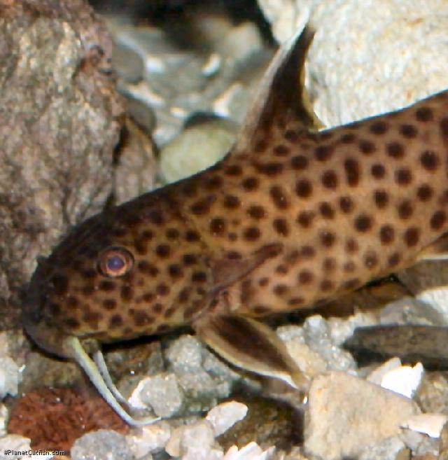 Synodontis petricola