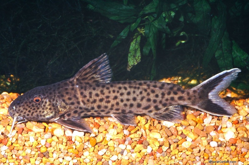 Synodontis polli