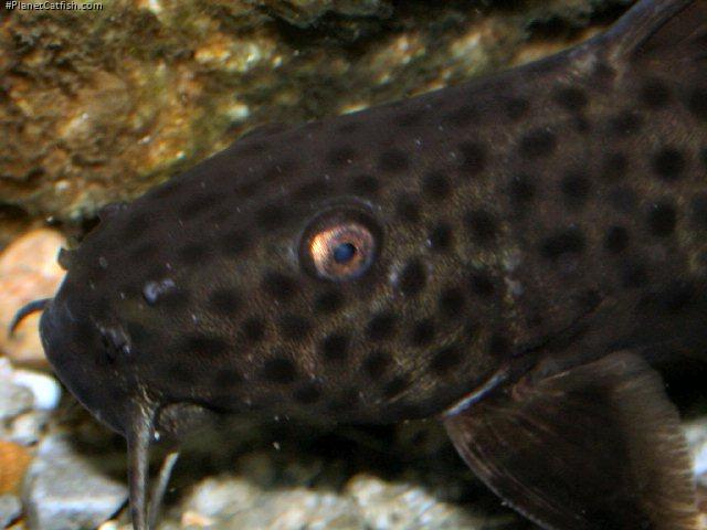 Synodontis polli