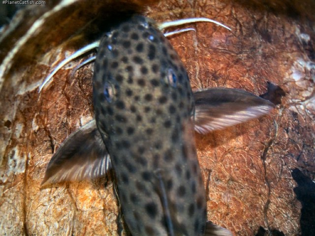 Synodontis polli