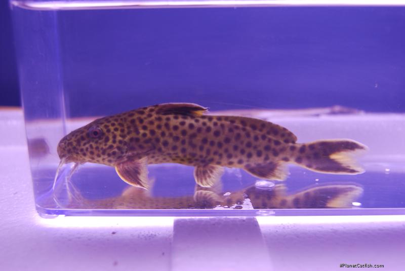 Synodontis polli