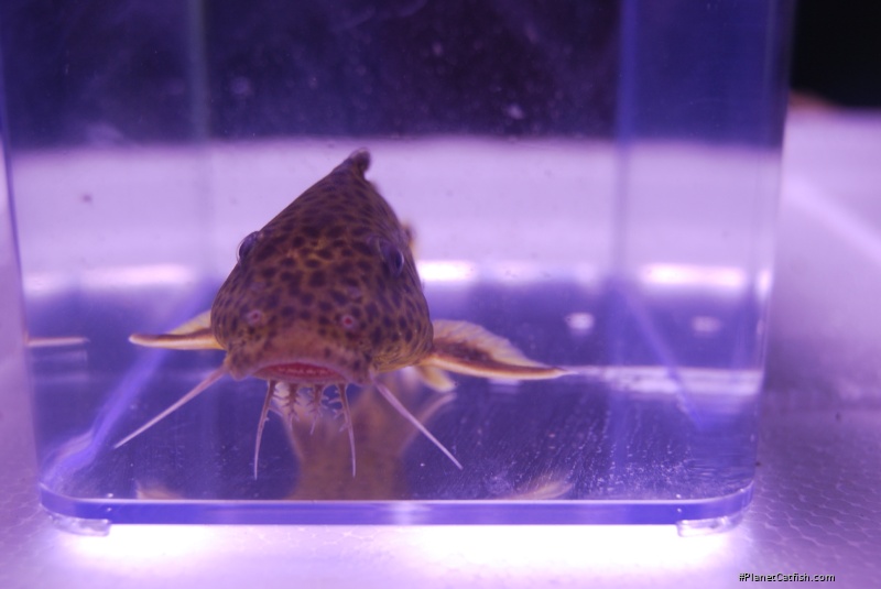 Synodontis polli