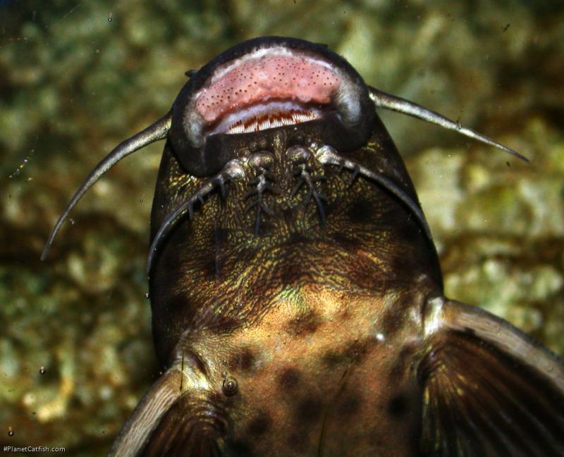 Synodontis polli