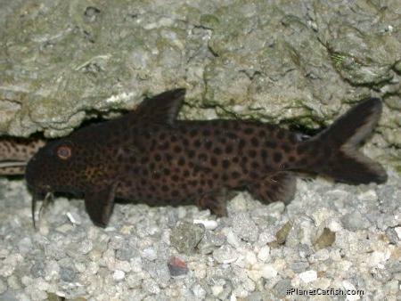 Synodontis polli