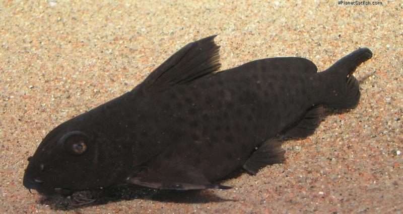 Synodontis polli