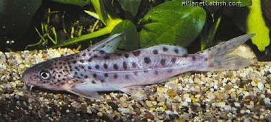Synodontis pulcher