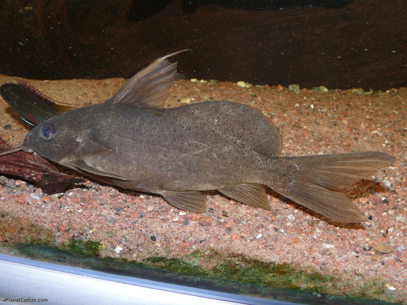 Synodontis punctifer