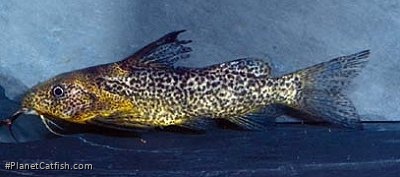 Synodontis punctulatus