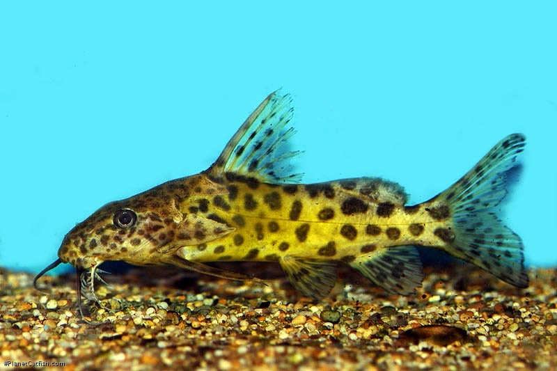 Synodontis rebeli