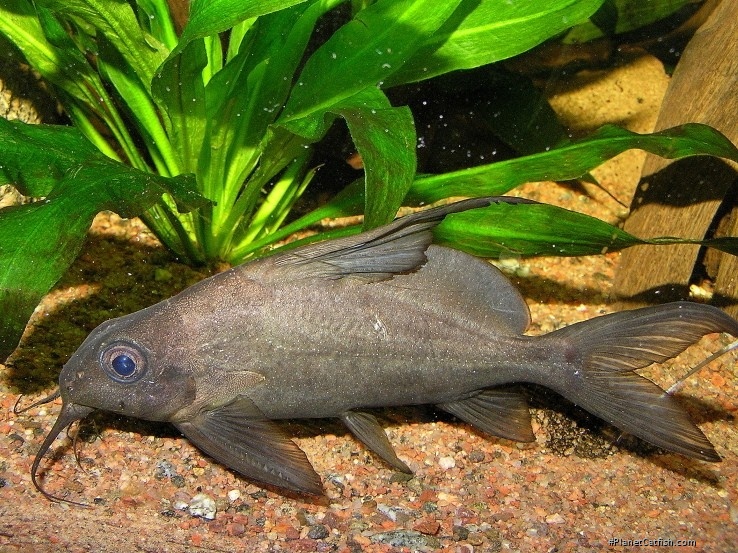 Synodontis resupinatus