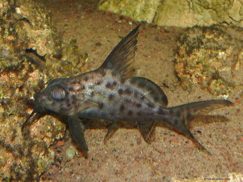 Synodontis resupinatus