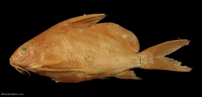 Synodontis resupinatus