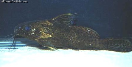 Synodontis robbianus