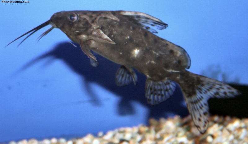 Synodontis robbianus