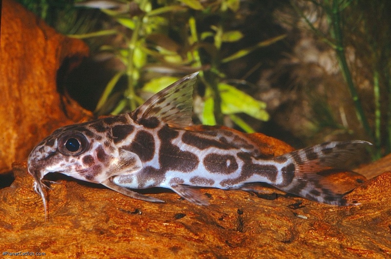 Synodontis robertsi