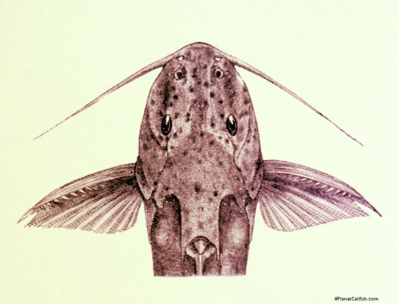 Synodontis ruandae
