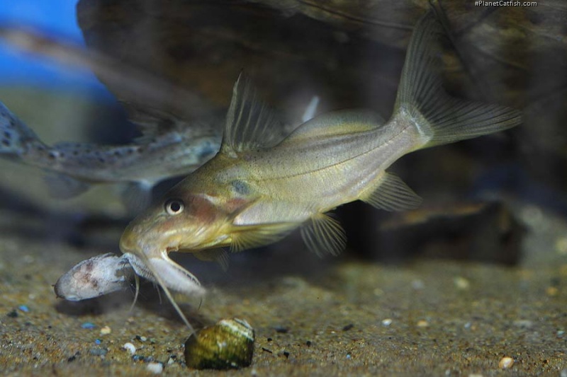 Synodontis schall