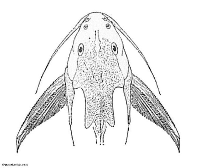 Synodontis schall