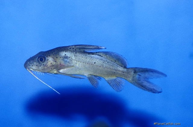 Synodontis schall