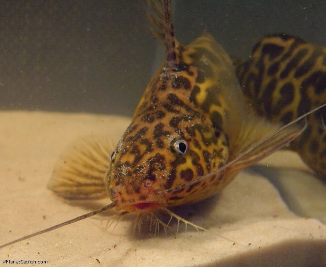 Synodontis schoutedeni