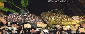 Synodontis schoutedeni